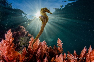 Hyppocamphus by Marco Gargiulo 